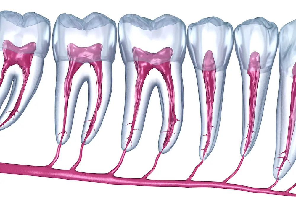 The Best Foods for Strong, Healthy Teeth